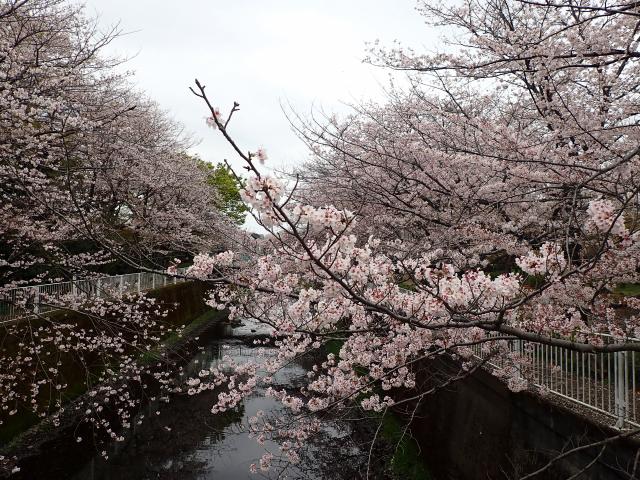 画像：仙川沿いの桜の様子