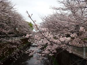 画像：仙川沿いの桜の様子（拡大画像へのリンク）