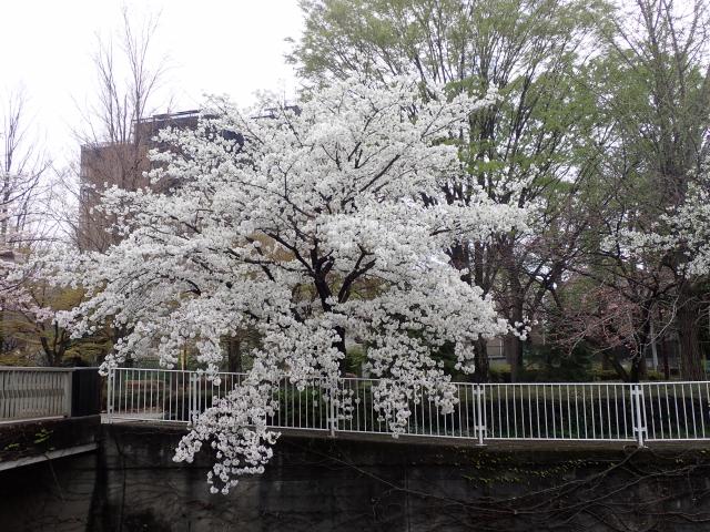 画像：桜の様子（仙川平和公園）
