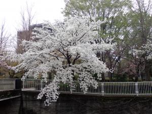 画像：桜の様子（仙川平和公園）（拡大画像へのリンク）