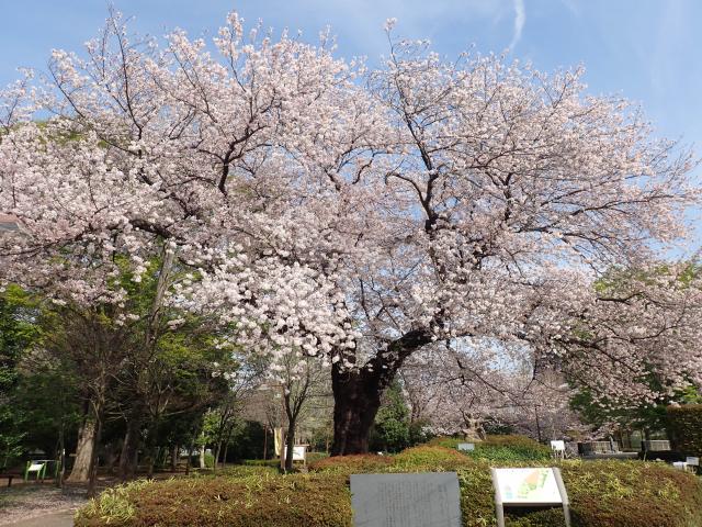 画像：仙川平和公園の桜の様子