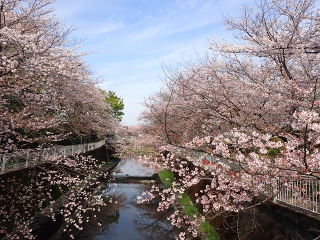 画像：仙川沿いの桜の様子