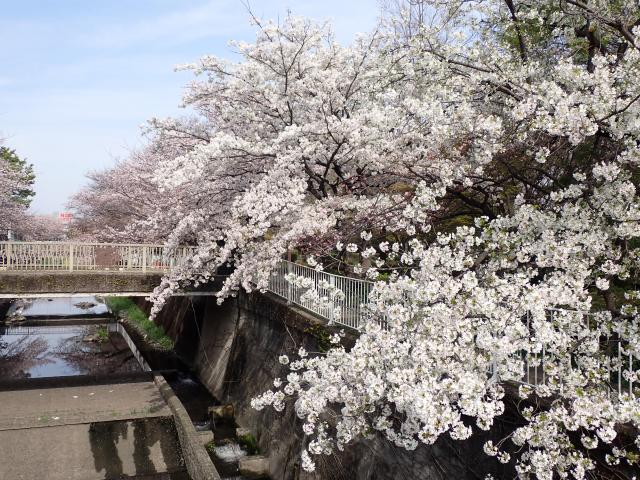 画像：オオシマザクラ（仙川平和公園）