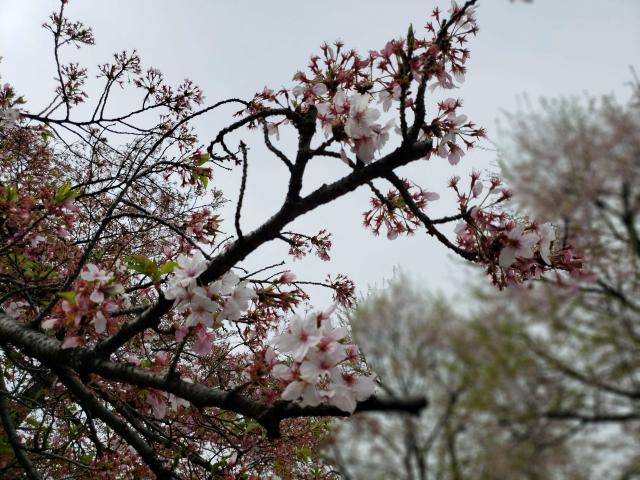 画像：三鷹台児童公園の桜の様子（4月5日）