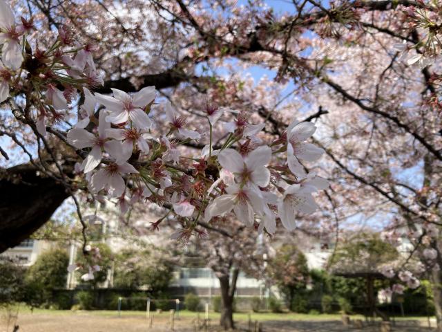 画像：三鷹台児童公園の桜の様子（4月1日）