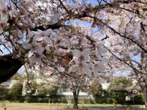 画像：三鷹台児童公園の桜の様子（4月1日）（拡大画像へのリンク）