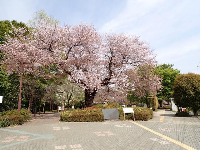 画像：仙川平和公園の桜の様子（4月5日）