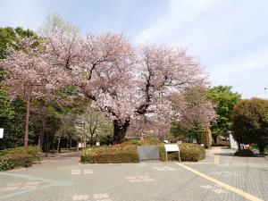 画像：仙川平和公園の桜の様子（4月5日）（拡大画像へのリンク）