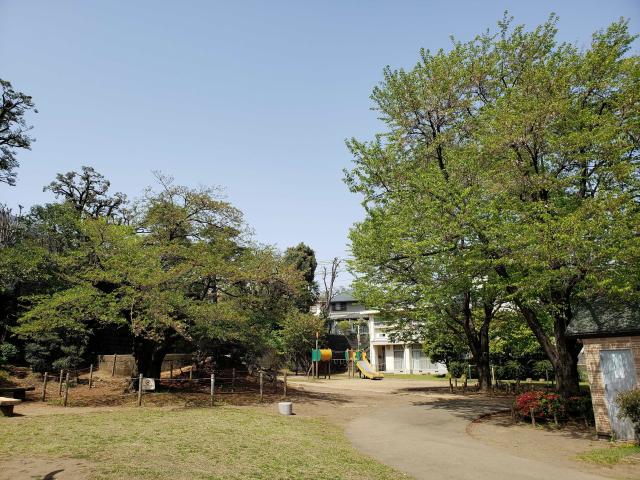 画像：三鷹台児童公園の桜の様子