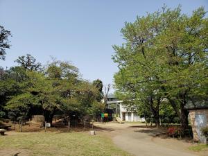 画像：三鷹台児童公園の桜の様子（拡大画像へのリンク）