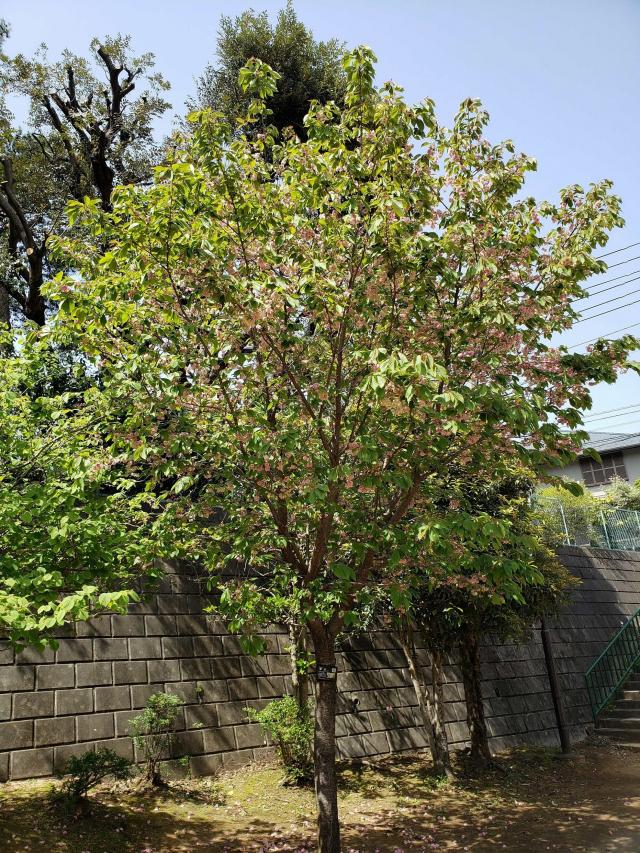 画像：鬱金（ウコン）桜の様子（三鷹台児童公園）