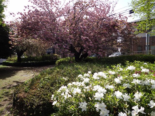 画像：仙川平和公園の関山（カンザン）桜