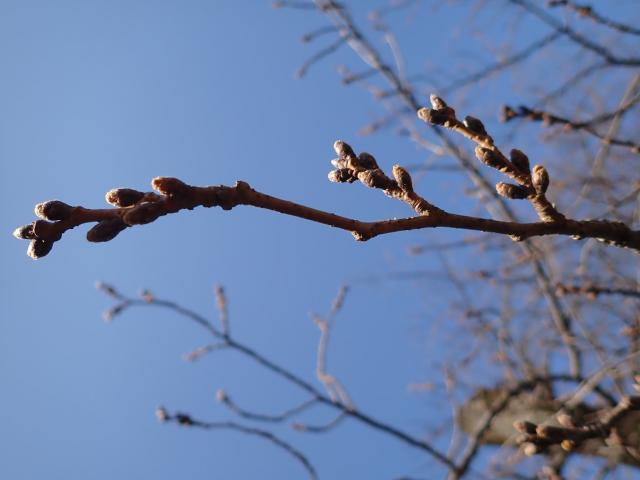 画像：三鷹台児童公園の桜の様子（3月11日）