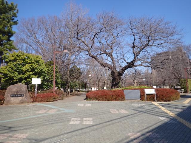 画像：仙川平和公園の桜の様子（3月11日）