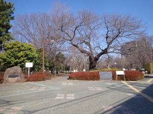 画像：仙川平和公園の桜の様子（3月11日）（拡大画像へのリンク）