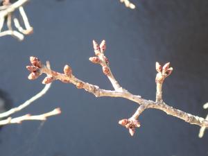 画像：仙川平和公園の桜の様子（定点）（拡大画像へのリンク）