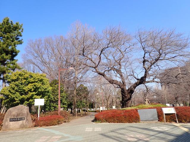 画像：仙川平和公園の桜の様子