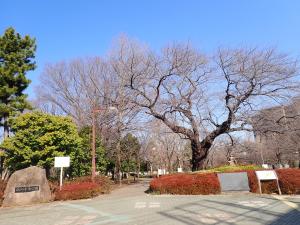 画像：仙川平和公園の桜の様子（拡大画像へのリンク）