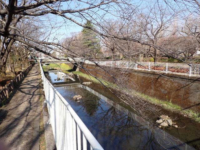 画像：仙川沿いの桜の様子