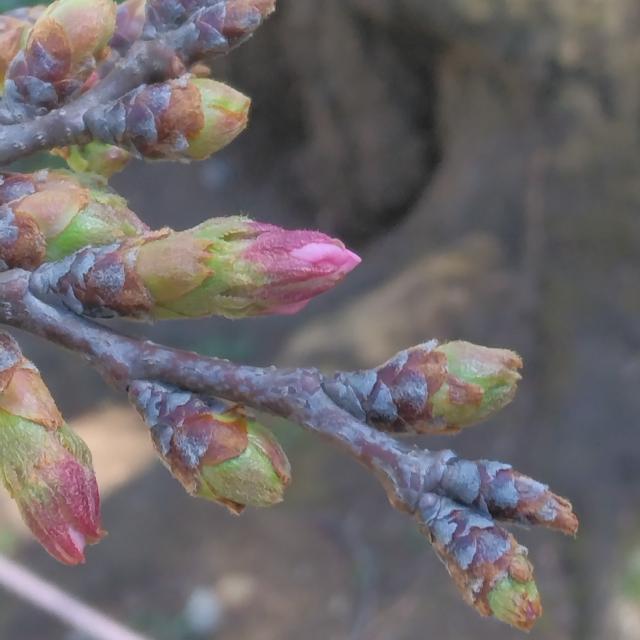 画像：三鷹台児童公園の桜の様子（3月21日）