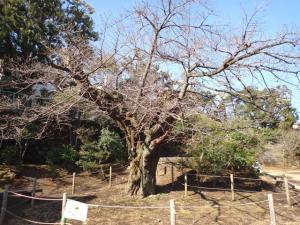 画像：三鷹台児童公園の桜の様子（3月11日）（拡大画像へのリンク）