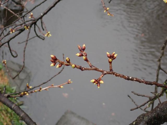 画像：仙川平和公園の桜の様子（定点）