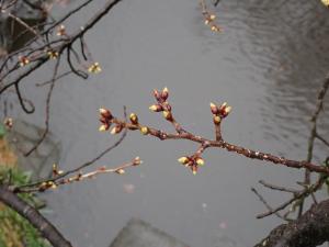 画像：仙川平和公園の桜の様子（定点）（拡大画像へのリンク）