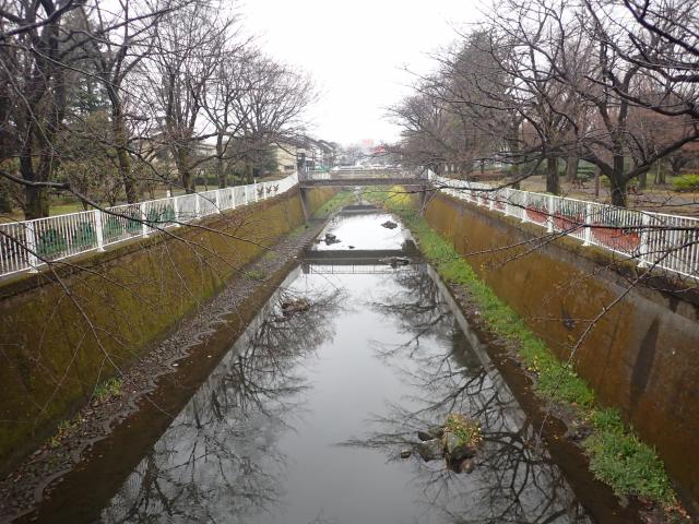 画像：仙川沿いの桜の様子