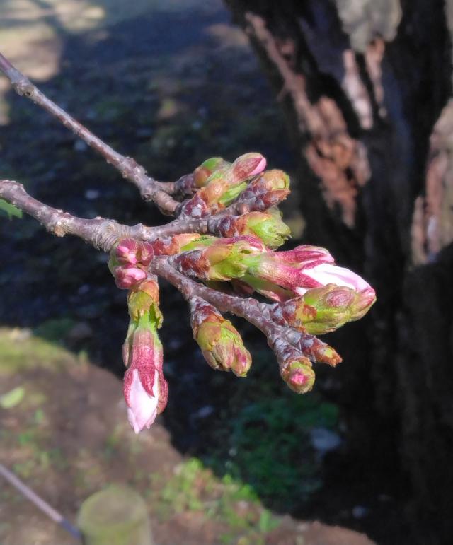 画像：三鷹台児童公園の桜の様子（3月27日）