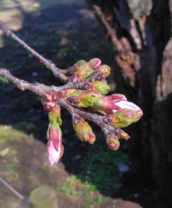 画像：三鷹台児童公園の桜の様子（3月27日）（拡大画像へのリンク）