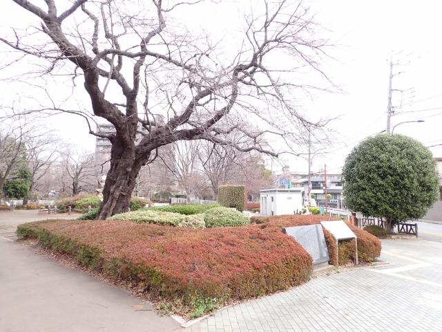 画像：仙川平和公園の桜の様子（3月28日）