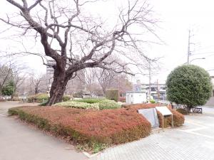 画像：仙川平和公園の桜の様子（3月28日）（拡大画像へのリンク）