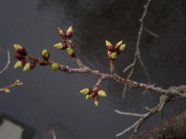 画像：仙川平和公園の桜の様子（3月28日）定点