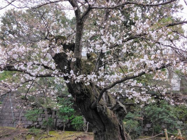 画像：三鷹台児童公園の桜の様子（3月31日）