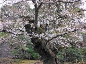 画像：三鷹台児童公園の桜の様子（3月31日）（拡大画像へのリンク）
