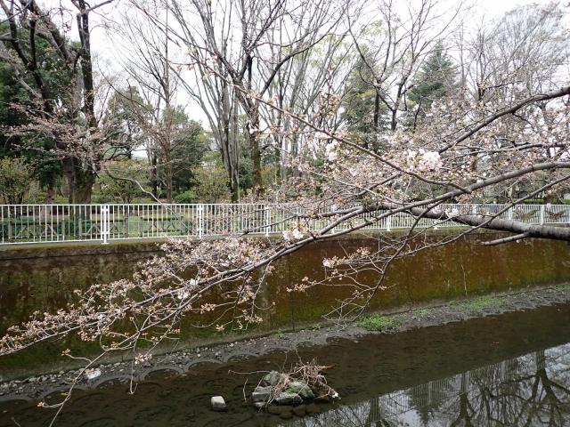 画像：仙川平和公園の桜の様子（4月1日）