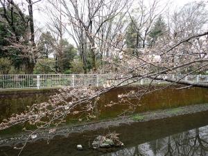 画像：仙川平和公園の桜の様子（4月1日）（拡大画像へのリンク）