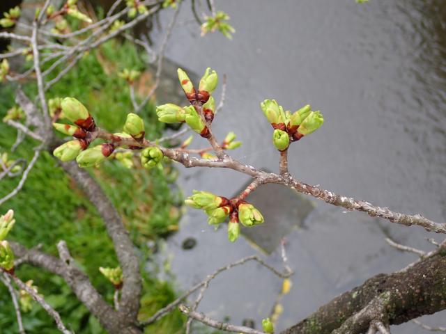 画像：仙川平和公園の桜の様子（4月1日）定点