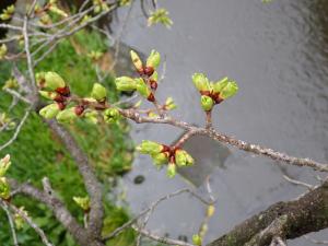 画像：仙川平和公園の桜の様子（4月1日）定点（拡大画像へのリンク）