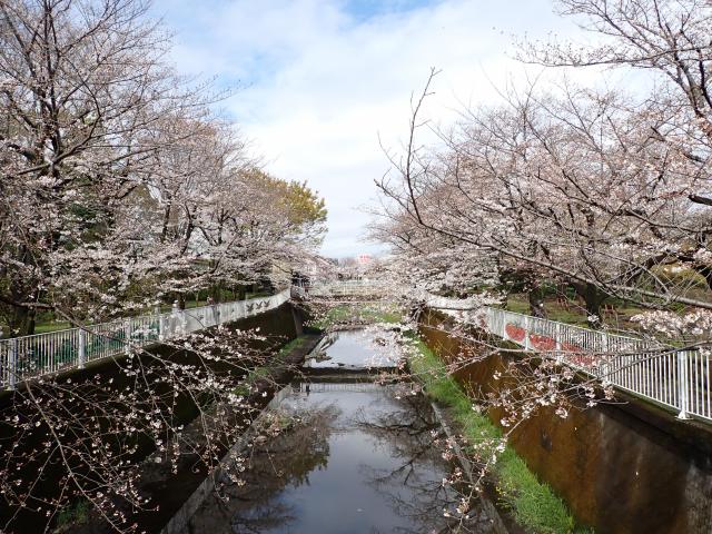 画像：仙川平和公園の桜の様子（4月4日）