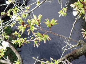 画像：仙川平和公園の桜の様子（4月4日）定点（拡大画像へのリンク）