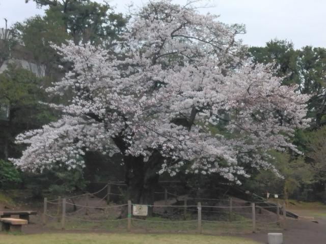 画像：三鷹台児童公園の桜の様子（4月4日）