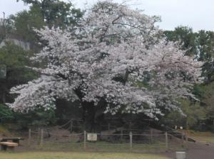 画像：三鷹台児童公園の桜の様子（4月4日）（拡大画像へのリンク）
