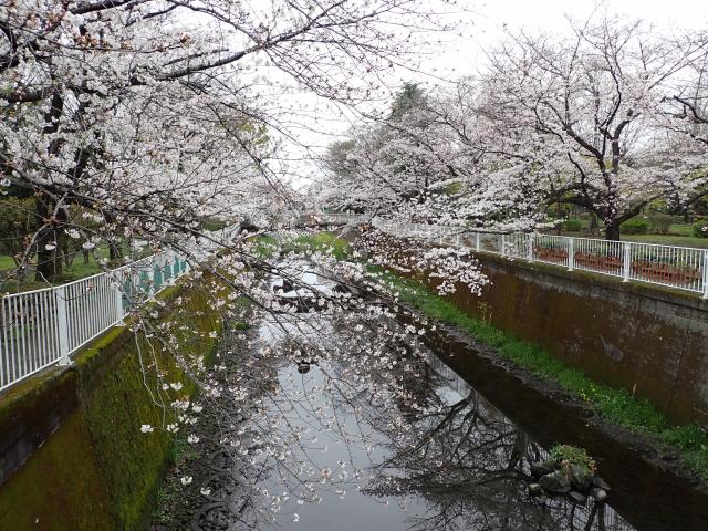 画像：仙川平和公園（4月5日）