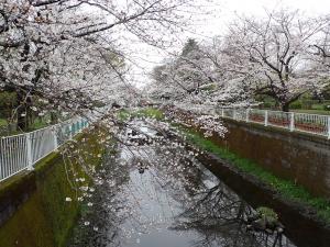 画像：仙川平和公園（4月5日）（拡大画像へのリンク）