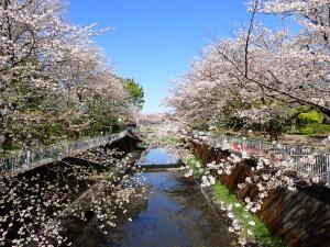 画像：仙川平和公園（4月10日）（拡大画像へのリンク）