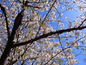 画像：仙川平和公園の桜の様子（4月10日）（拡大画像へのリンク）