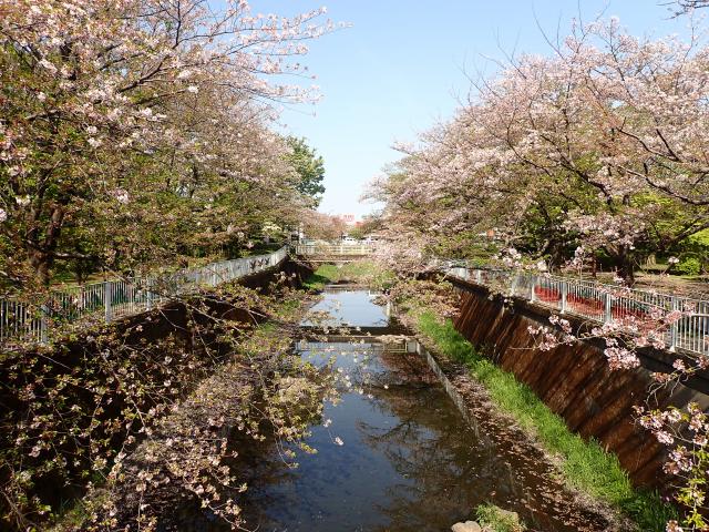 画像：仙川平和公園（4月15日）