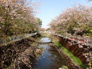 画像：仙川平和公園（4月15日）（拡大画像へのリンク）