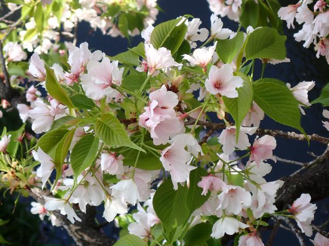 画像：仙川平和公園の桜の様子（4月15日）